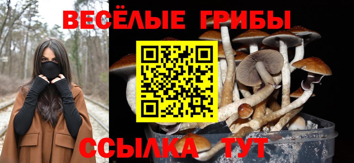 Ишимбай  закладка  Вход с VPN  Псилоцибиновые грибы мицелий 